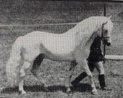 Pferd Merrie Mars (New-Forest-Pony, 1961, von Merrie Mercury)