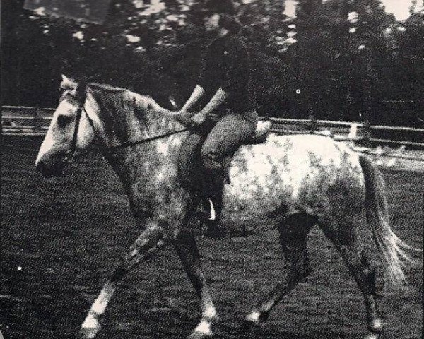 Deckhengst Beechwood Jack Straw (New-Forest-Pony, 1960, von Oakley Jonathan III)
