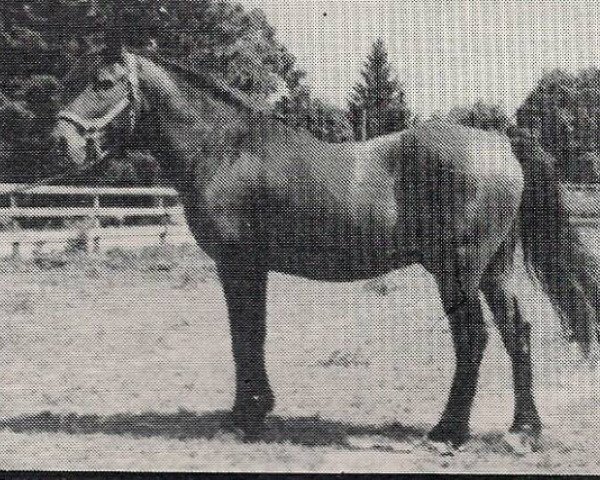 Deckhengst Daffoglad Peter Piper (New-Forest-Pony, 1958, von Brookside David)