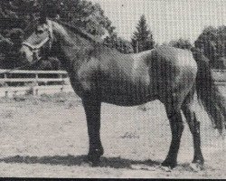 stallion Daffoglad Peter Piper (New Forest Pony, 1958, from Brookside David)