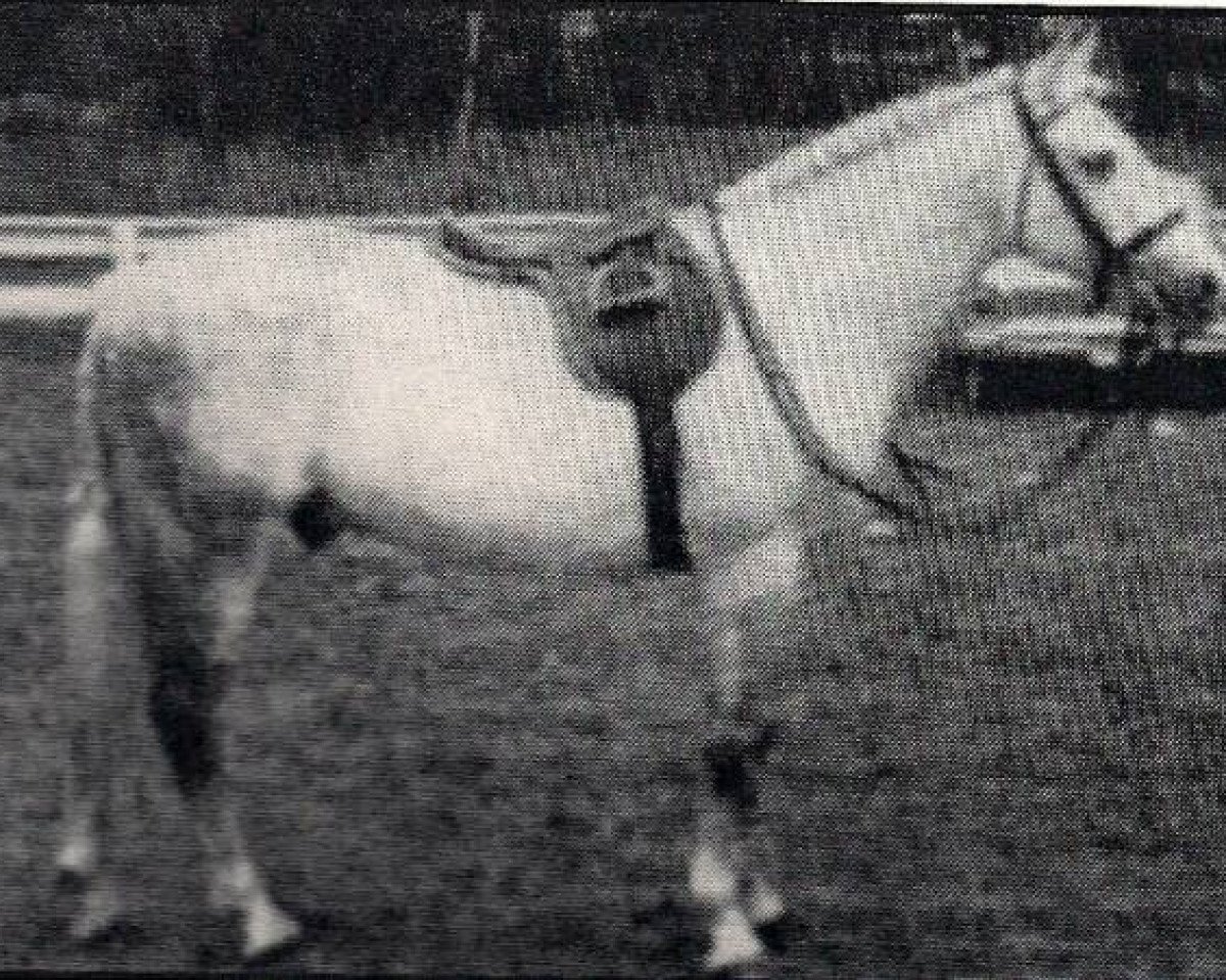 Deckhengst Mudeford Streak (New-Forest-Pony, 1946, von Brookside David)