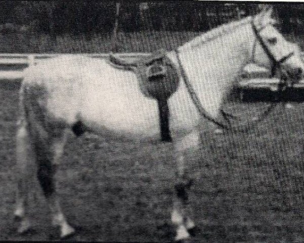 stallion Mudeford Streak (New Forest Pony, 1946, from Brookside David)