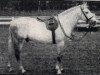 Deckhengst Mudeford Streak (New-Forest-Pony, 1946, von Brookside David)