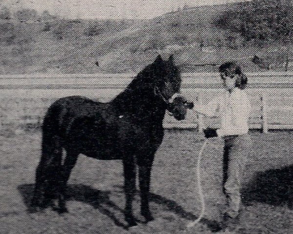 Pferd Deeracres Sir Anthony (New-Forest-Pony, 1956, von Goodenough)