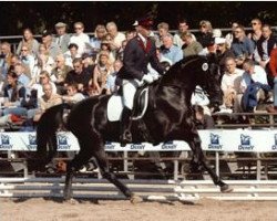 Pferd Raffaela B (Brandenburger, 1999, von Rubinstern Noir)