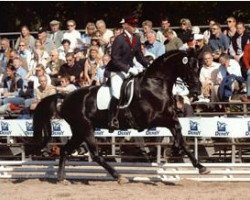 broodmare Raffaela B (Brandenburg, 1999, from Rubinstern Noir)