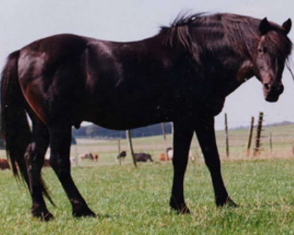 stallion Silverlea Dougal (New Forest Pony, 1978, from Silverlea Grey Minstrel)