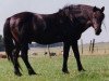 stallion Silverlea Dougal (New Forest Pony, 1978, from Silverlea Grey Minstrel)