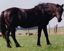 Deckhengst Silverlea Dougal (New-Forest-Pony, 1978, von Silverlea Grey Minstrel)