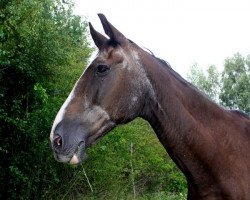 horse Landbogen (Brandenburg, 1985, from Livius)