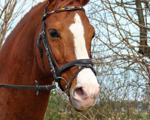 horse Red Pepino (Westphalian, 2000, from Red Patrick xx)