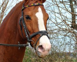 horse Red Pepino (Westphalian, 2000, from Red Patrick xx)