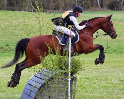 horse Anni Folli (Hanoverian, 2006, from For Win)