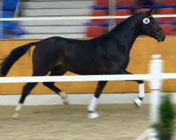 dressage horse Hengst von Sarkozy (Oldenburg, 2012, from Sarkozy 3)