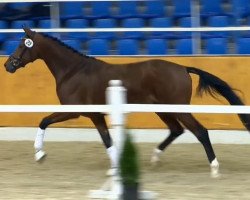 dressage horse Quaterstone (Oldenburg, 2012, from Quaterback)