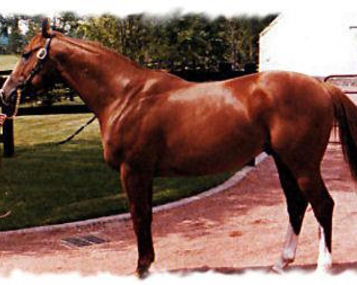 stallion Czaravich xx (Thoroughbred, 1976, from Nijinsky xx)