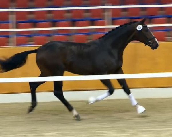dressage horse Hengst von Foundation (Oldenburg, 2012, from Foundation 2)