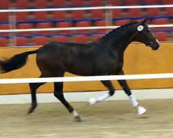 dressage horse Hengst von Foundation (Oldenburg, 2012, from Foundation 2)