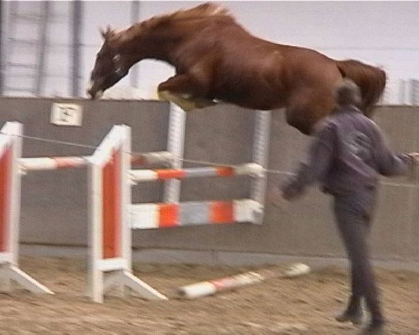 horse Lake Calexi (Oldenburg show jumper, 2005, from Lake Tahoe)