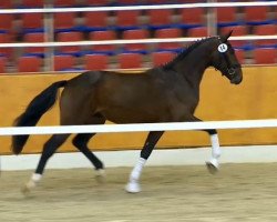 dressage horse Hengst von Fidertanz (Hanoverian, 2012, from Fidertanz)