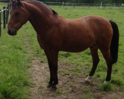 horse Marrondales Michelangelo (New Forest Pony, 1995, from Anydale Martien)