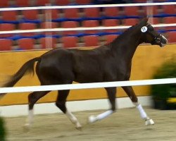 stallion L'Olymp Landlyst (Danish Warmblood, 2012, from Don Olymbrio)