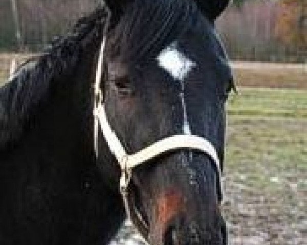 Pferd Sonjahof's Ricardo (Niederländisches Pony, 1996, von Cocky Dundas xx)