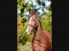 broodmare Bacira (Oldenburg, 2010, from Florencio I)