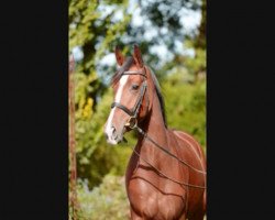 broodmare Bacira (Oldenburg, 2010, from Florencio I)