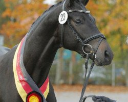 stallion Sir Sansibar (Trakehner, 2012, from E.H. Millennium)