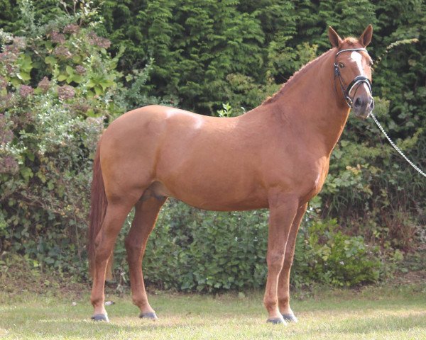 Pferd Aramis (Lusitano, 2005)