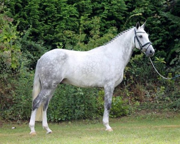 Pferd Abacete (Lusitano, 2005)