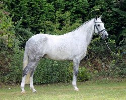 Pferd Abacete (Lusitano, 2005)