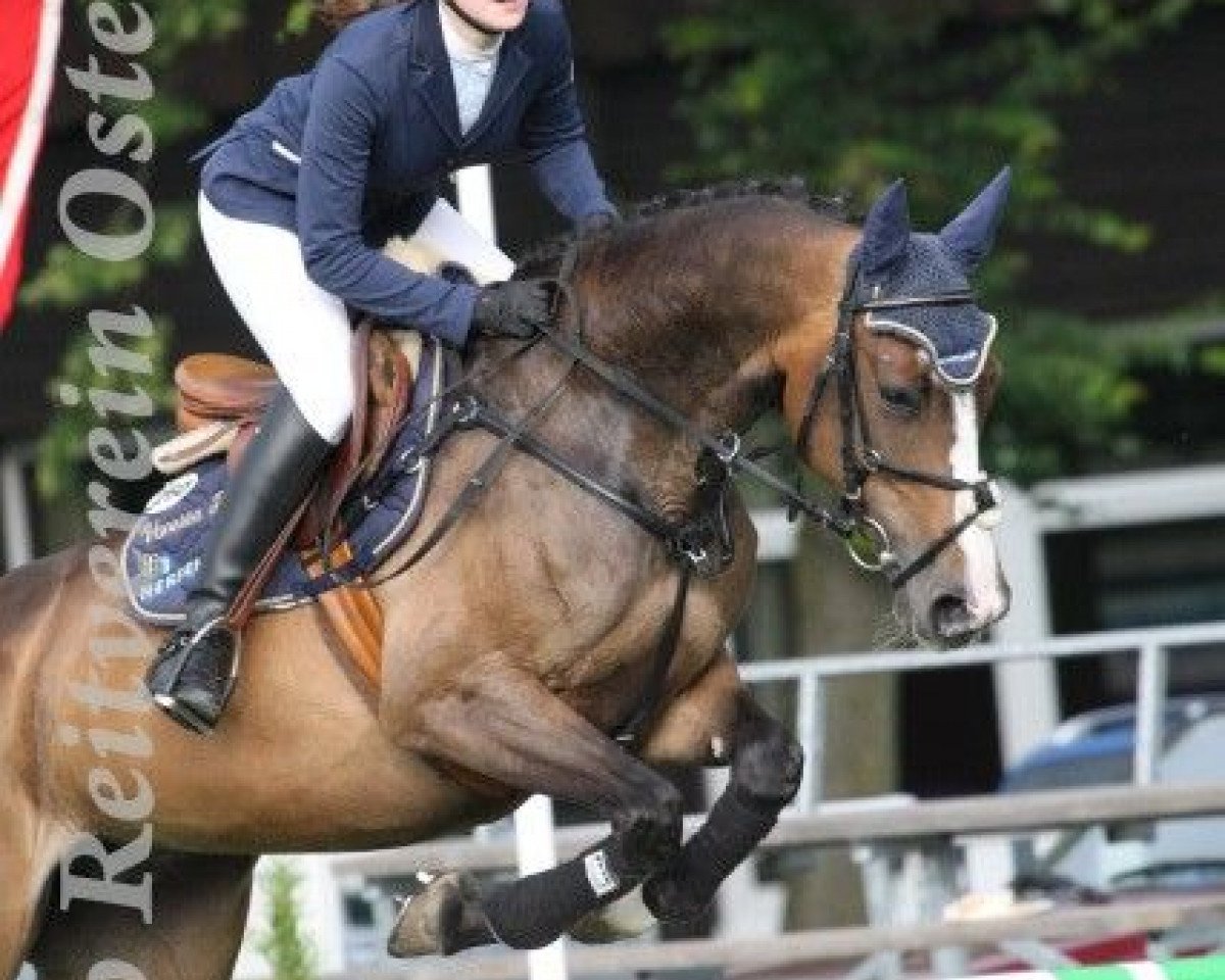 broodmare Chiquita Bonita (Westphalian, 2006, from Indoctro)