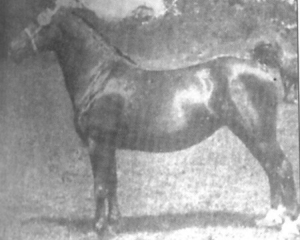 Zuchtstute Meiarth Pride (Welsh-Cob (Sek. C), 1927, von Mathrafal Brenin)