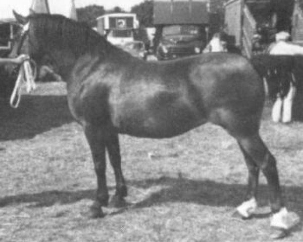 Zuchtstute Rhystyd Actress (Welsh-Cob (Sek. D), 1962, von Meiarth Royal Eiddwen)