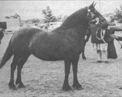 Zuchtstute Chancerie Polly (Welsh-Cob (Sek. D), 1960, von Caradog Llwyd)