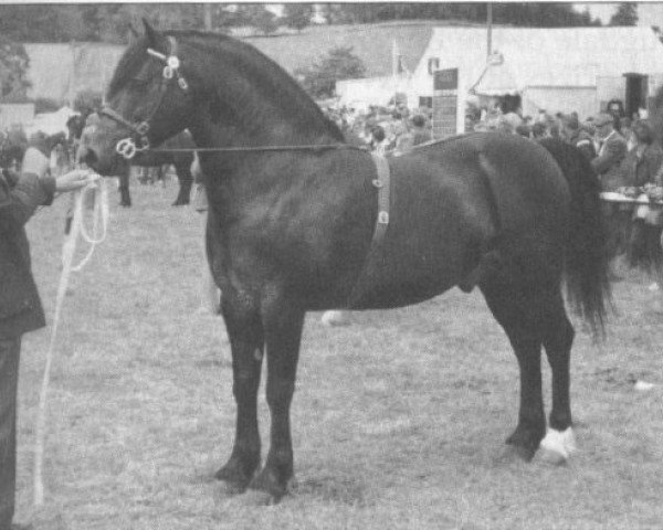 stallion Hewid Cardi (Welsh-Cob (Sek. D), 1969, from Derwen Black Magic)