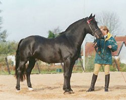 Deckhengst Abergavenny J.R. (Welsh-Cob (Sek. D), 1993, von Pennal Calon Lan)