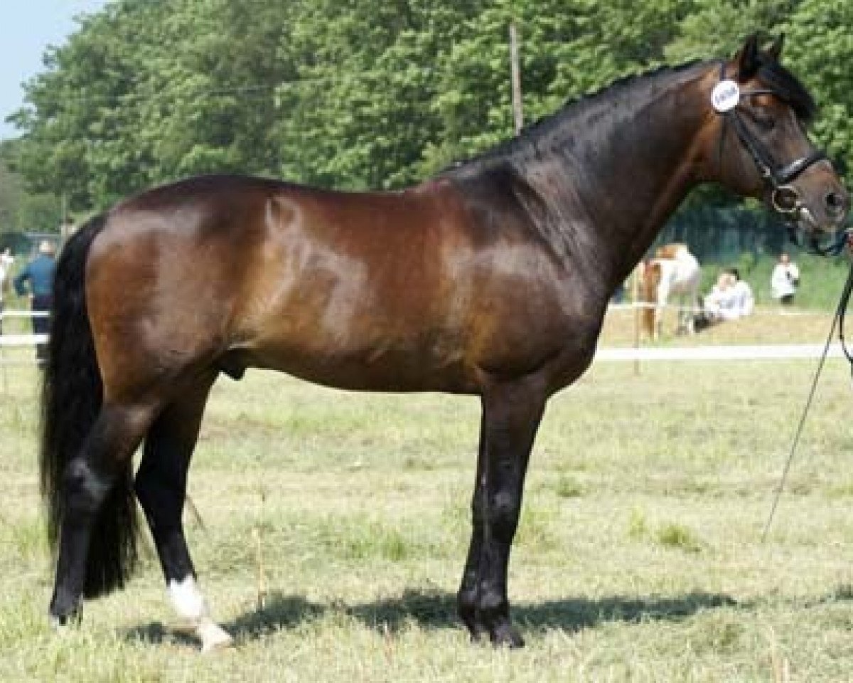 stallion Mister Malthe (New Forest Pony, 1996, from Malibu II)