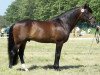 stallion Mister Malthe (New Forest Pony, 1996, from Malibu II)