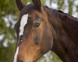 broodmare Wilhelmine (Hanoverian, 1990, from Willem's As I)