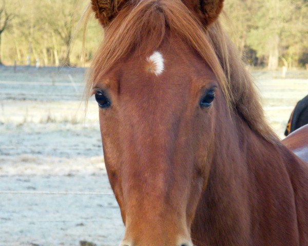 dressage horse Gauner 292 (Welsh Mix, 2000)