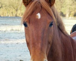 dressage horse Gauner 292 (Welsh Mix, 2000)