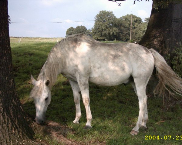 Pferd Nepito (Deutsches Reitpony, 1990, von Newton)