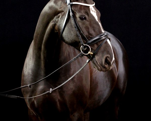 dressage horse Royal Princess (Hanoverian, 2002, from Rotspon)
