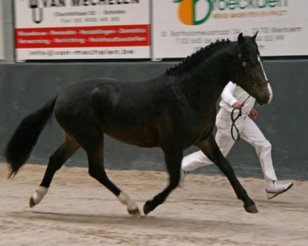 Springpferd Arion Hippios (New-Forest-Pony, 2006, von Mister Malthe)