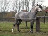 stallion Blackwell Bo Diddly (New Forest Pony, 1997, from Oke Dene Peter)