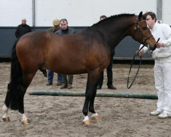 Pferd Kulberg's Orion (New-Forest-Pony, 2006, von Tongerenhof Peridoot)
