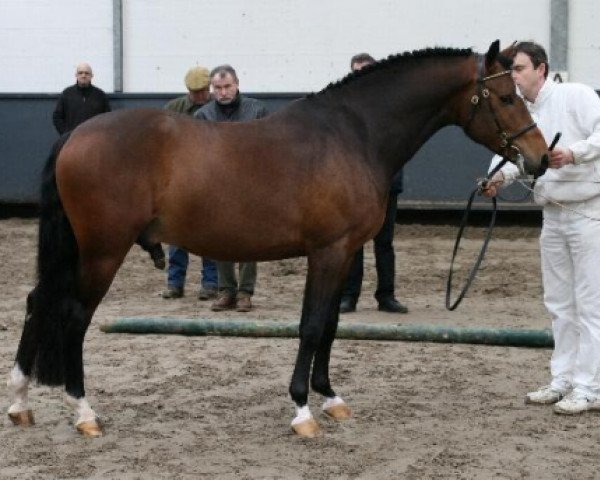 horse Kulberg's Orion (New Forest Pony, 2006, from Tongerenhof Peridoot)